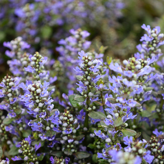 Ajuga reptans Chocolate Chip Bugleweed in Spring bloom