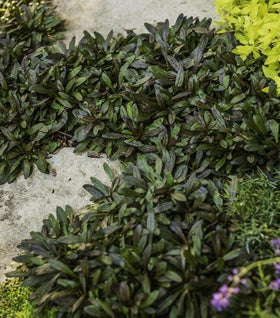 Ajuga Chocolate Chip