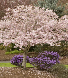 Akebono Cherry Tree