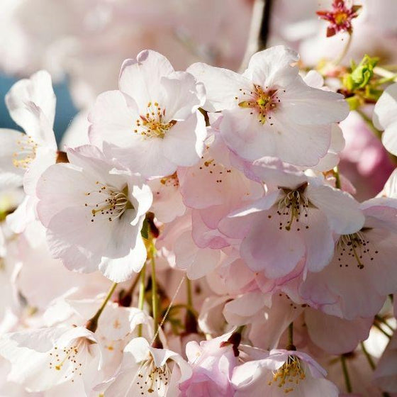 pink Flowering Akebono Cherry Tree Blossoms