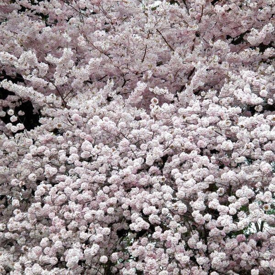 Akebono Flowering Cherry Tree light pink Blossoms