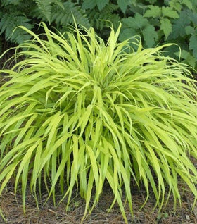 All-Gold Japanese Forest Grass