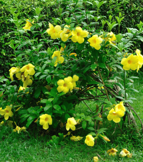 Allamanda Bush