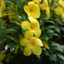 Close up of Allamanda trumpet-shaped blooms for sale on Garden Goods Direct