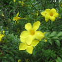 Allamanda bush makes a perfect tropical plant selection for any porch