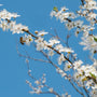 close up view of sweet white blooms and a pollinator bee on the allegheny service berry tree