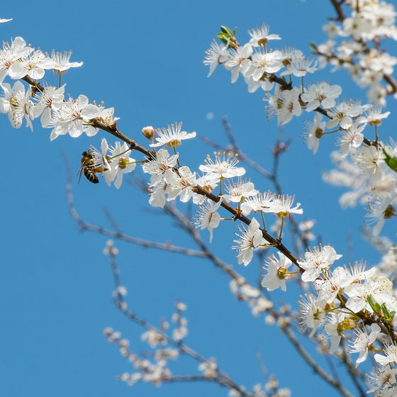 close up view of sweet white blooms and a pollinator bee on the allegheny service berry tree