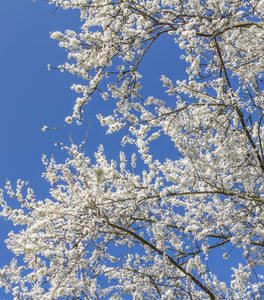 Allegheny Serviceberry