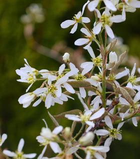 Allegheny Serviceberry Tree