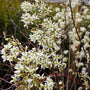 beautiful white blooming serviceberry tree in early spring