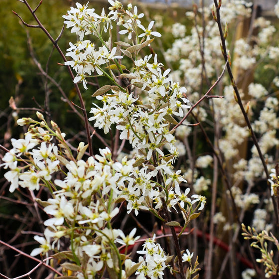 beautiful white blooming serviceberry tree in early spring