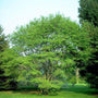 Allegheny Serviceberry Tree