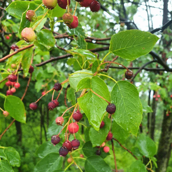Allegheny Serviceberry Tree with edible purple berries ripening in early summer