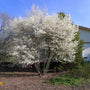 Amelanchier laevis Allegheny Serviceberry blooming with white flowers in early spring