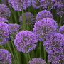 Allium millenium deep purple circle flowers flowers