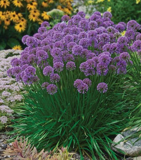 Allium Millenium
