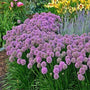 Allium millenium in a mixed border garden