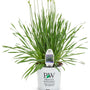 Potted Serendipity Ornamental Onion Allium plant in a Proven Winners nursery container.