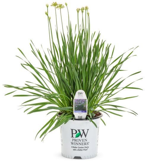 Potted Serendipity Ornamental Onion Allium plant in a Proven Winners nursery container.