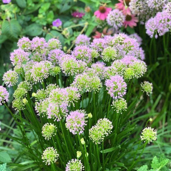 close up of allium serendipity purple and green flowers with long green stems