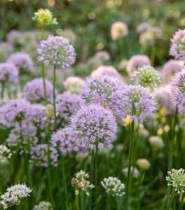 Allium Serendipity