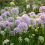 Allium Serendipity purple flowers and green stems with blurred background