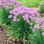 Allium Serendipity purple round top flowers with long green stems planted in the ground