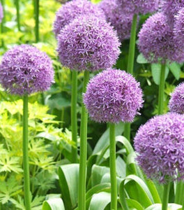 Allium Serendipity