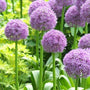 Allium Serendipity'close up of purple flowers sitting on top of long green stems