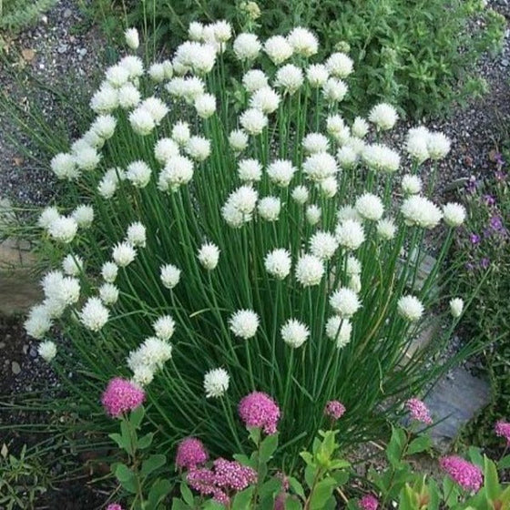Alliums Snowcap interplanted in the perennial garden
