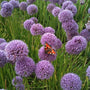 allium summer beauty attracts butterflies and other polinators