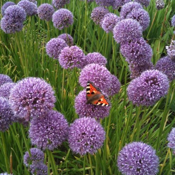 allium summer beauty attracts butterflies and other polinators