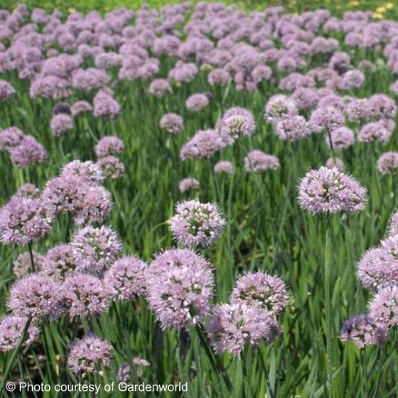 allium summer beauty grows in mass and has purple blooms