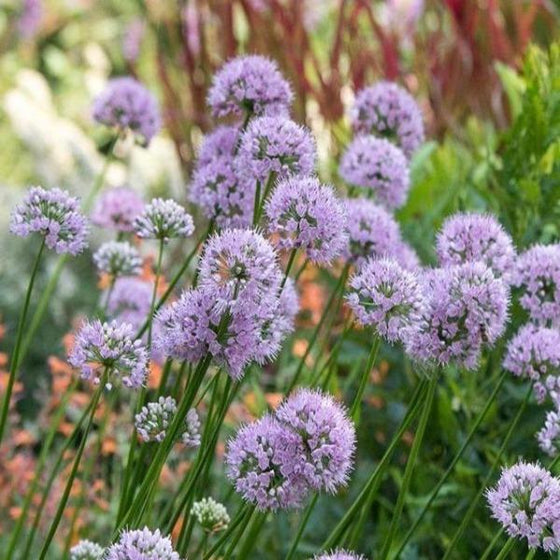 purple allium summer beauty flowers 
