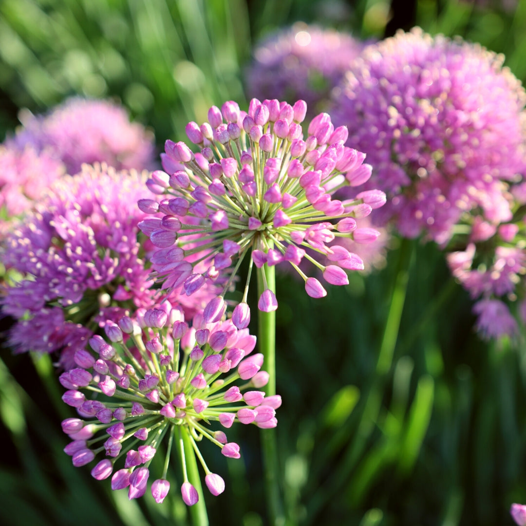 Pink Allium