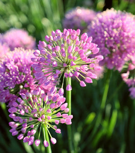 Allium Summer Beauty