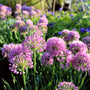 allium summer beauty has bright purple circular blooms