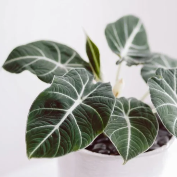 velvet plant indoor Buy Alocasia Black Velvet Online | Indoor Plants