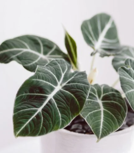 Alocasia Black Velvet