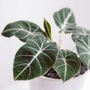 alocasia black velvet has thick green leaves