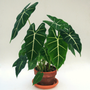 Alocasia Frydeks beautiful velvety leaves