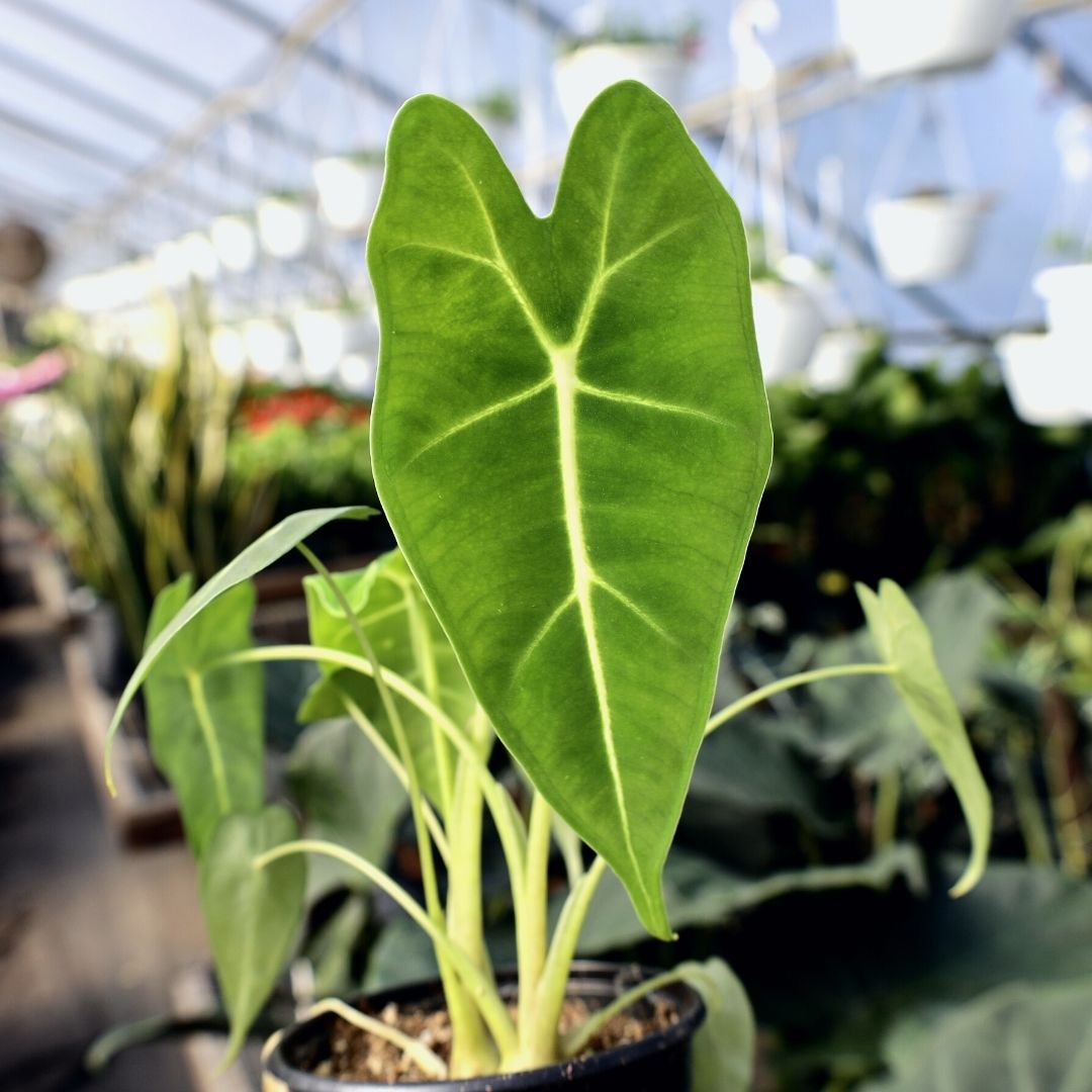 frydek elephant ear plant Alocasia Frydek for Sale