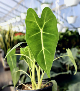 Alocasia Frydek