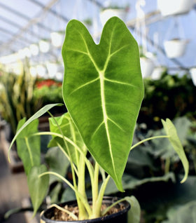 Alocasia Frydek