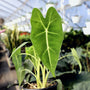 Close-up of Alocasia Frydek's wonderful velvety leaves