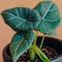 Alocasia Maharani plants have a soft peach fuzz texture on large dark leaves
