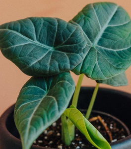 Alocasia Maharani