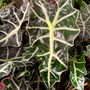 alocasia african mask plant has glossy dark green leaves with white ribbing