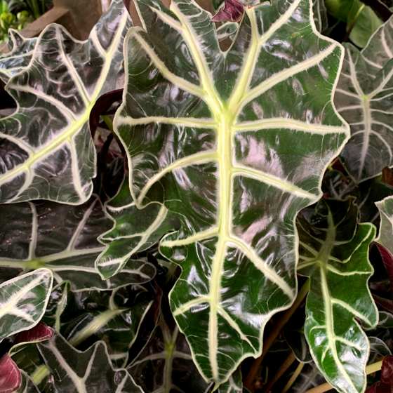 alocasia african mask plant has glossy dark green leaves with white ribbing