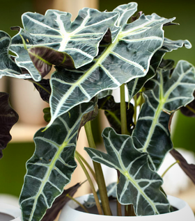 Alocasia Polly